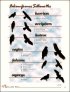 Page 13 - Falconiformes Silhouettes